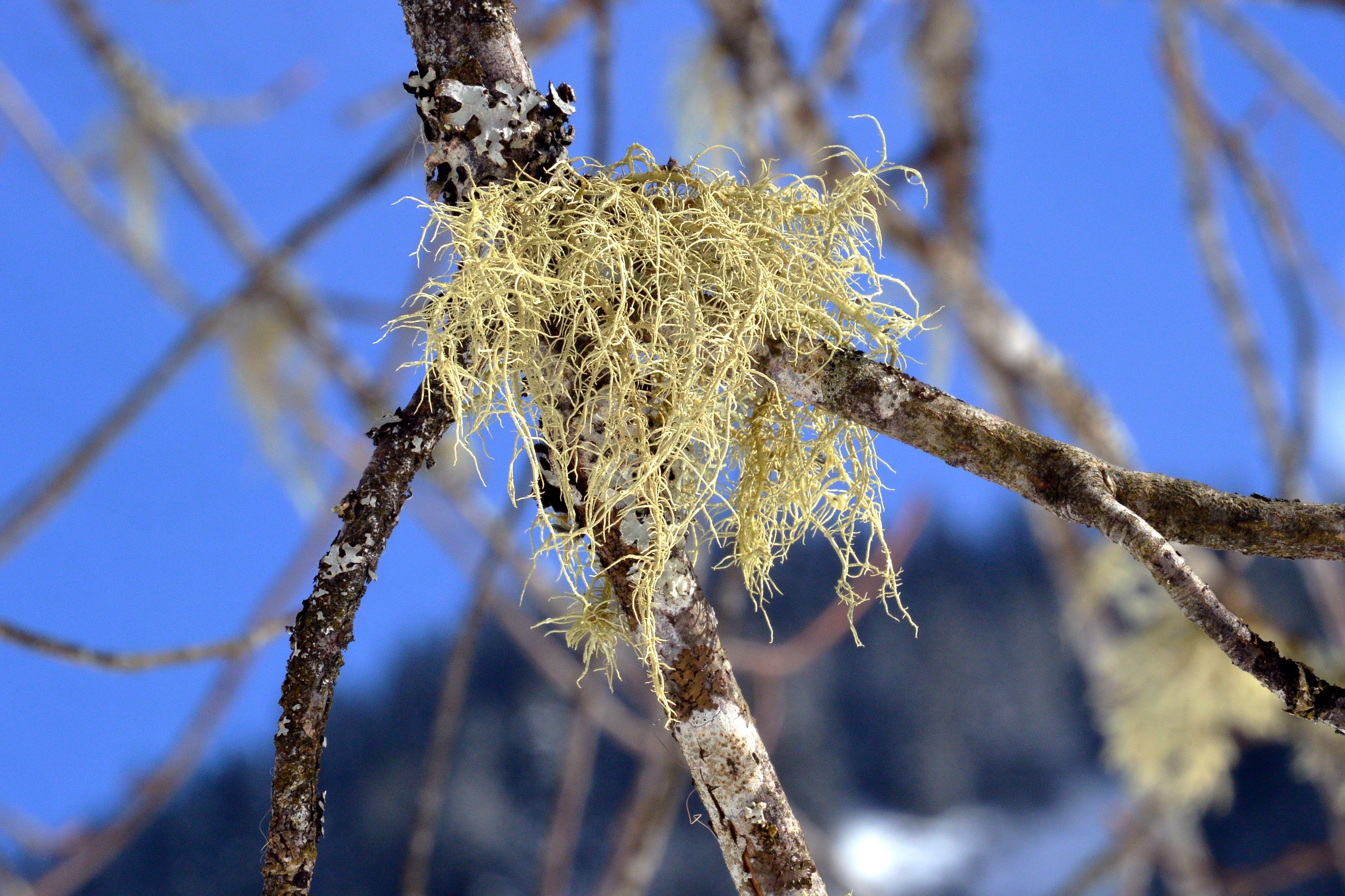 lichen-branch-bark-sky-tree-forest-wallpaper.jpg